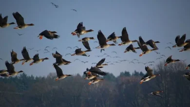 climate change, migratory birds, Sindh wetlands