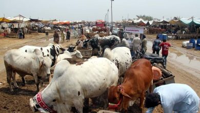 Qurbani, Online, Sacrifice