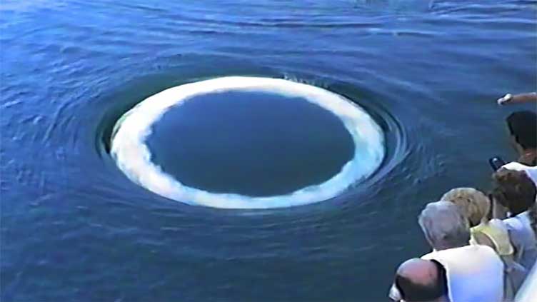 Communication, Intelligence, Whales