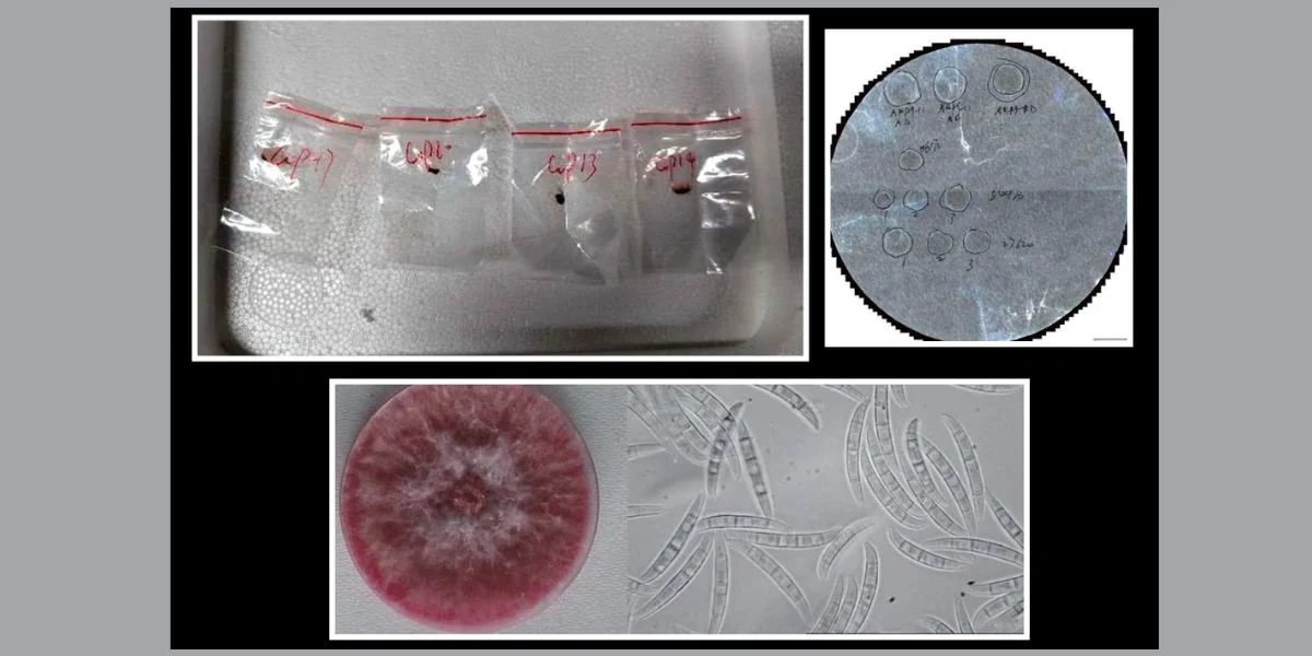 agroterrorism threat, Fusarium graminearum smuggling, Chinese researchers charged