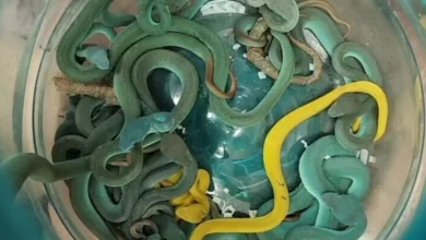 wildlife smuggling, venomous snakes, Mumbai Airport