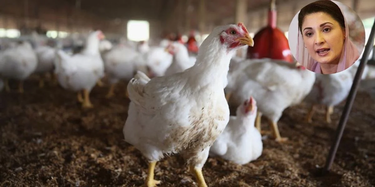 پنجاب، مرغی، قیمتیں،